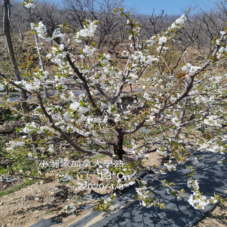 吉塞拉大樱桃苗种植方法羽腾樱桃苗圃