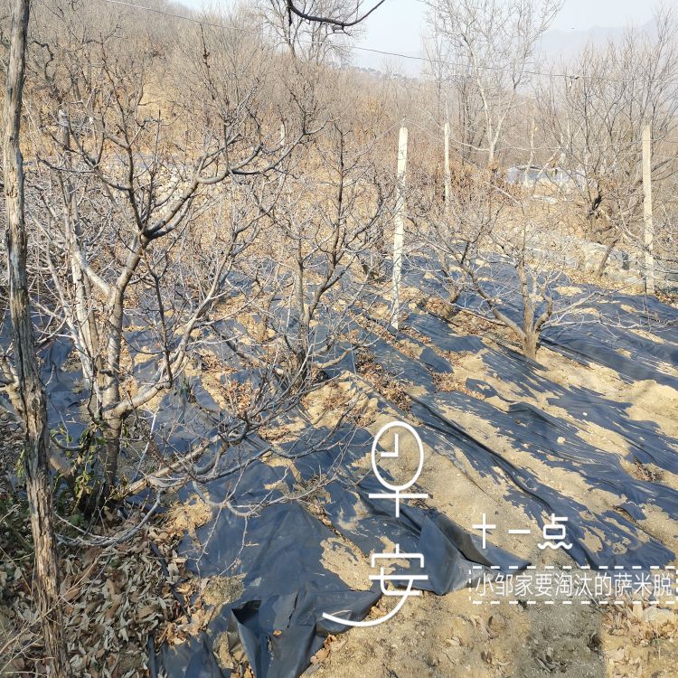 新月大樱桃树苗几月份种植早熟新品种