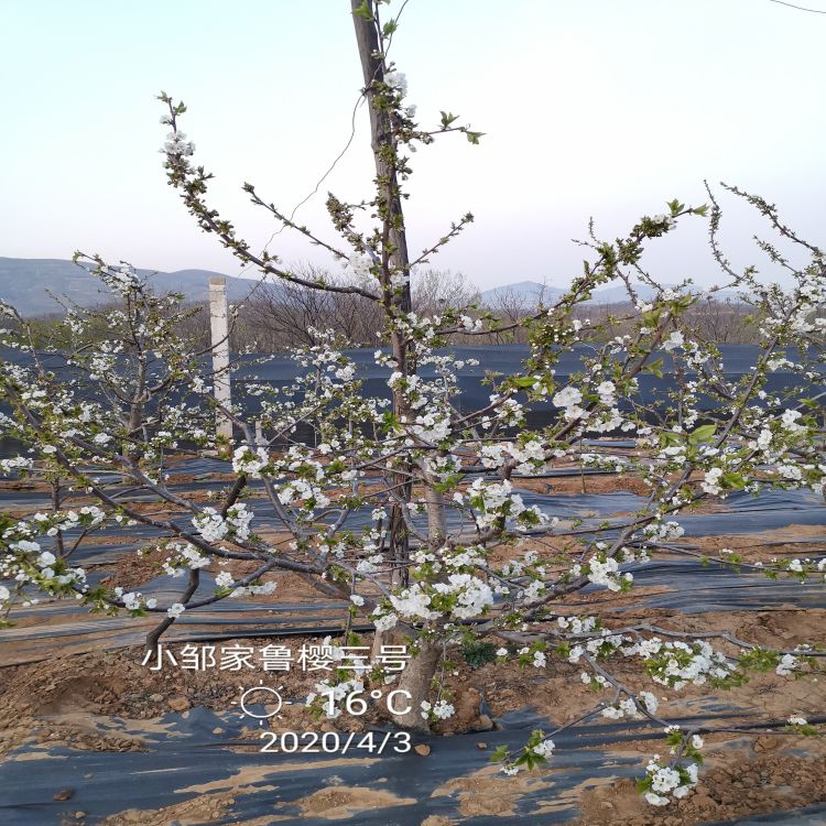 先锋樱桃树苗图片早熟新品种