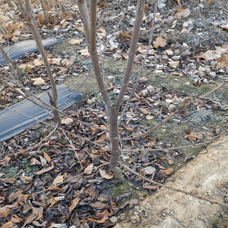 俄罗斯8号樱桃苗几年结果樱桃苗新品种