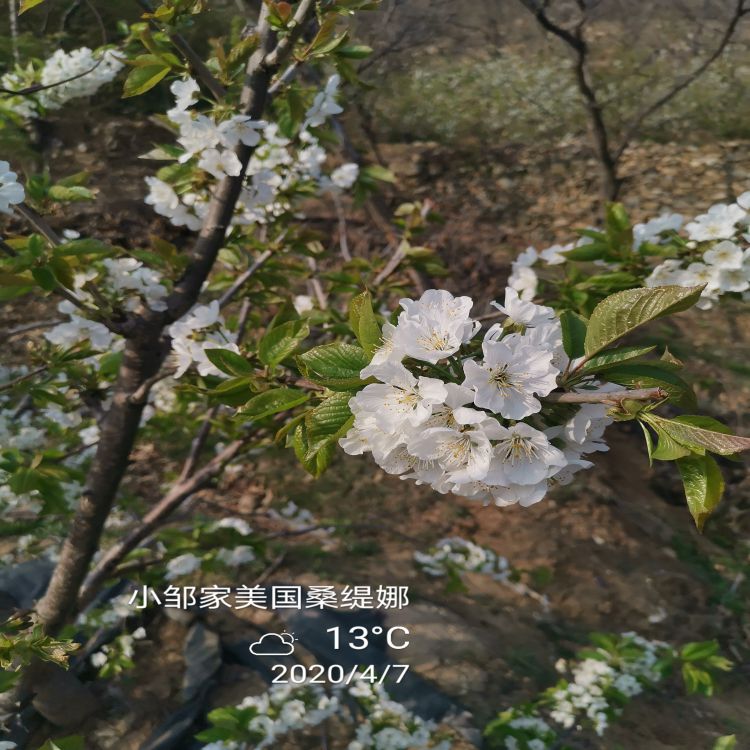 加拿大大樱桃苗樱桃苗圃羽腾樱桃苗圃