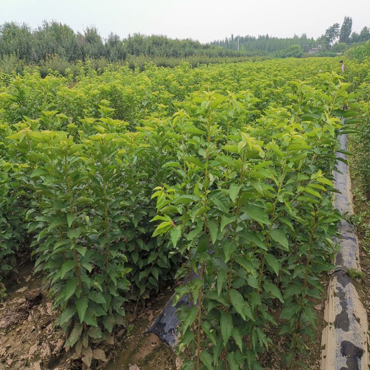 布鲁克斯樱桃苗如何培育羽腾樱桃苗供应