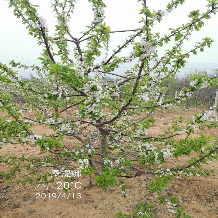 雷吉娜樱桃苗种植基地樱桃苗新品种