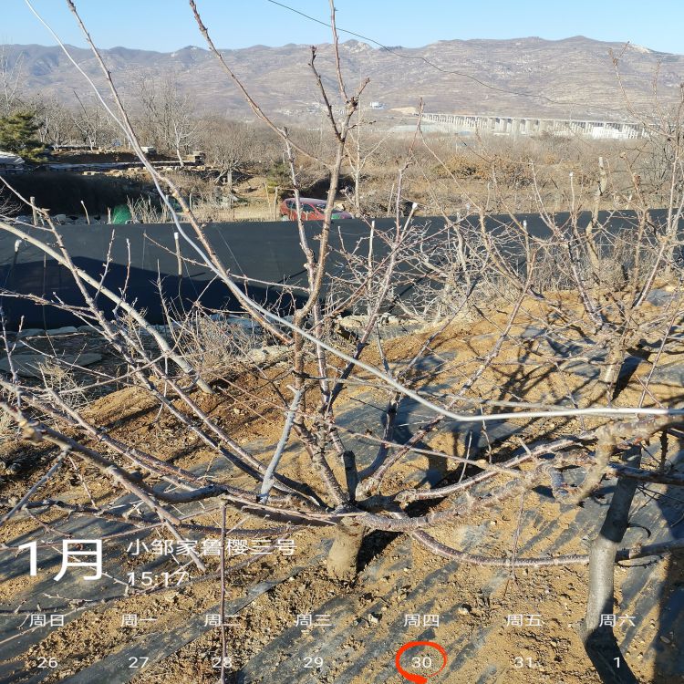桑提娜樱桃苗种植基地早熟新品种