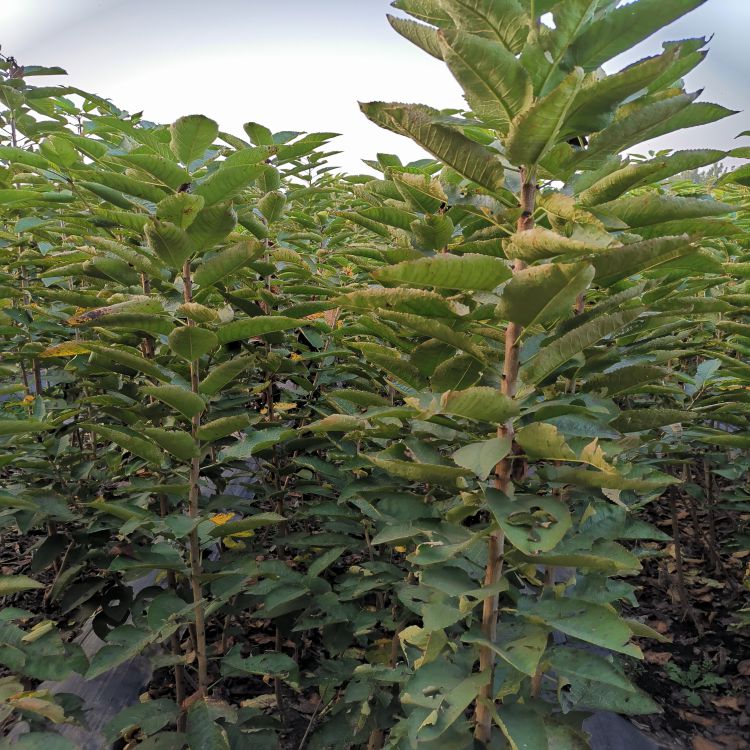 鲁樱三号樱桃树苗樱桃苗圃羽腾樱桃苗种植基地