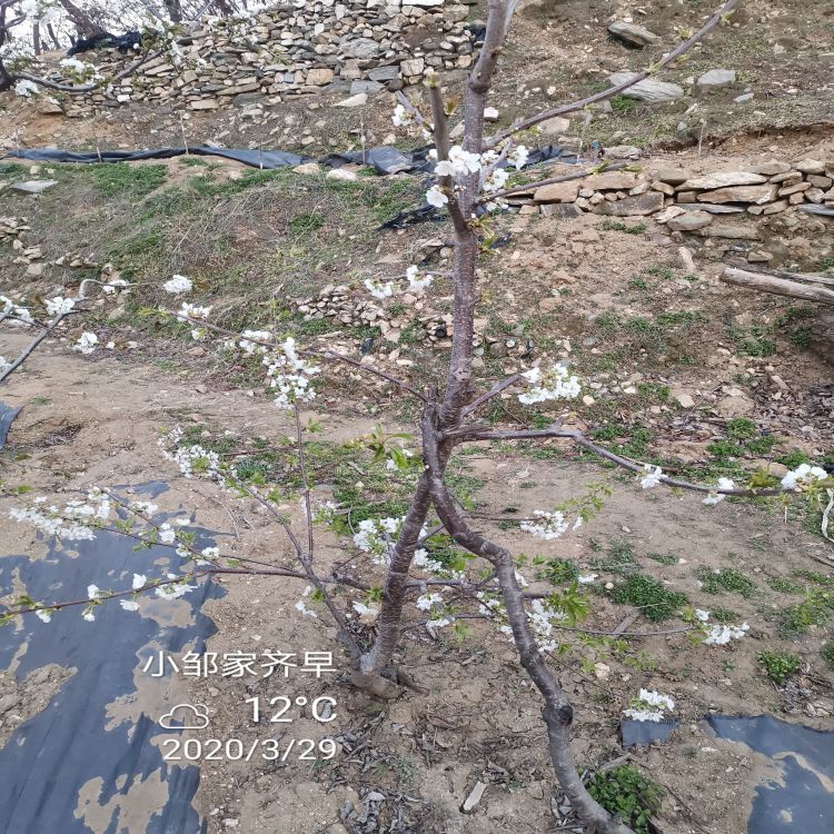 黑珍珠车厘子多少钱樱桃苗新品种