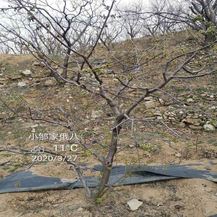 樱桃树苗长什么样羽腾樱桃苗厂家