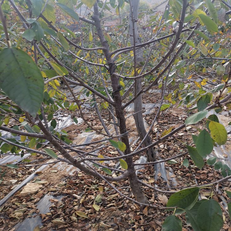 先锋大樱桃苗批发价格羽腾樱桃苗种植基地