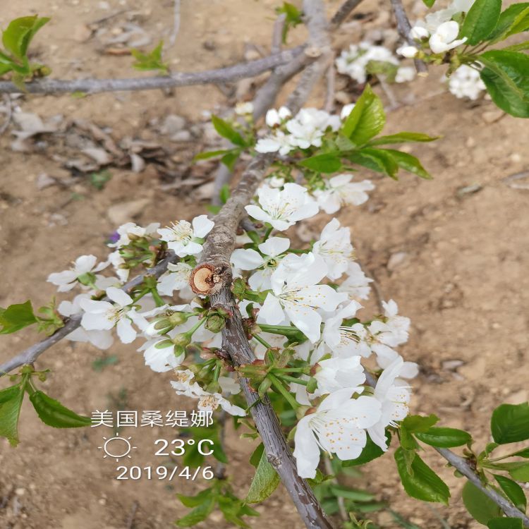 俄罗斯8号大樱桃苗培育方法樱桃苗新品种
