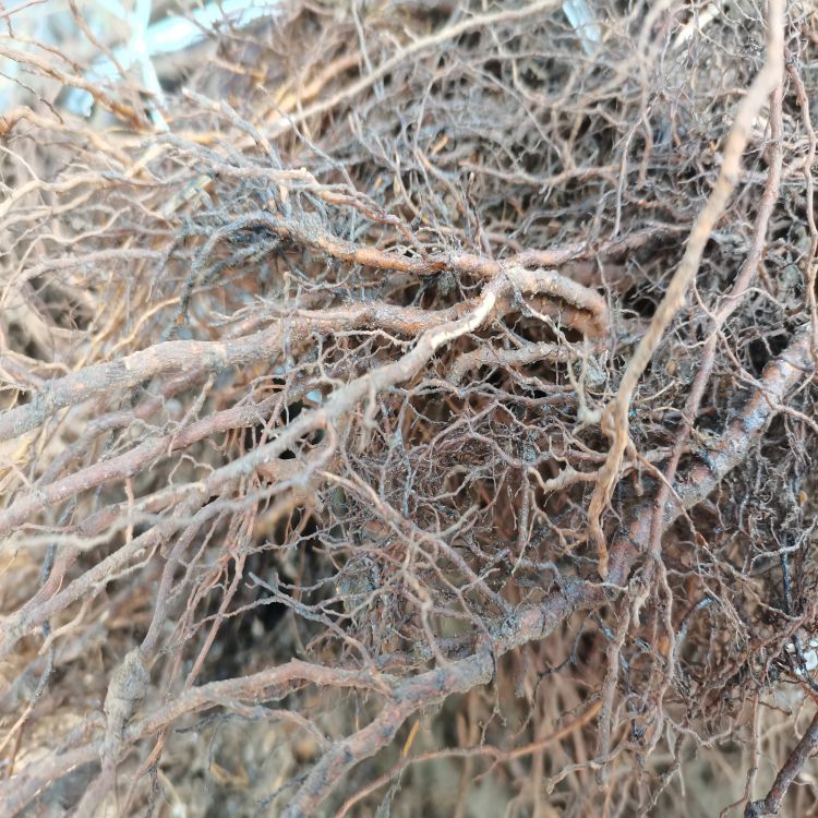 福星大樱桃树苗种植时间羽腾樱桃苗圃