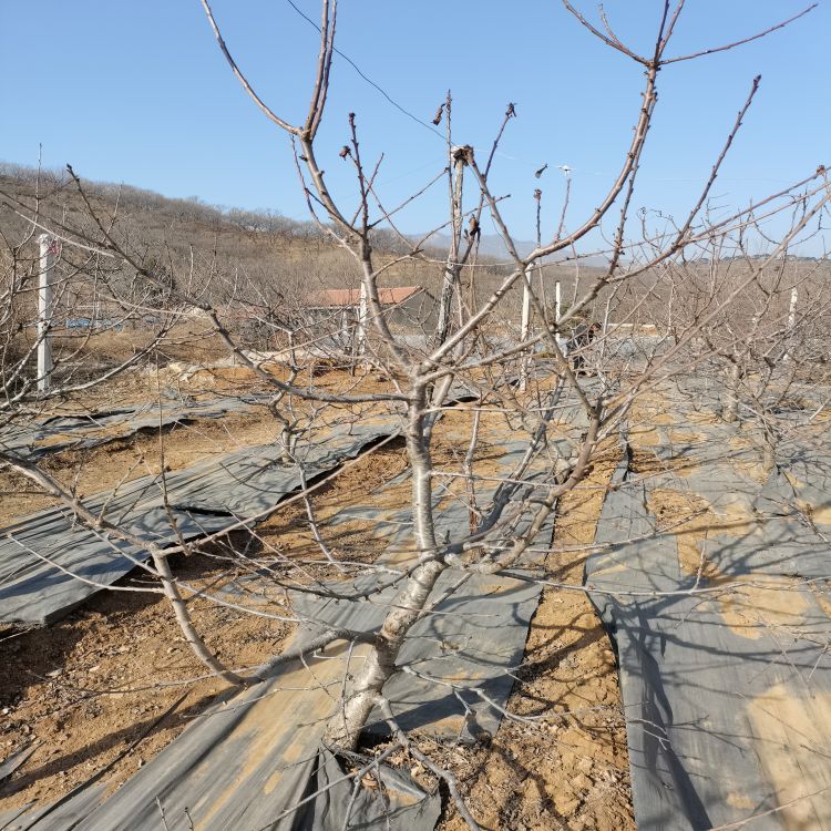 奇早樱桃树苗长什么样羽腾樱桃苗圃