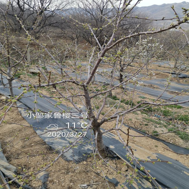 拉宾斯大樱桃树苗培育方法羽腾樱桃苗供应