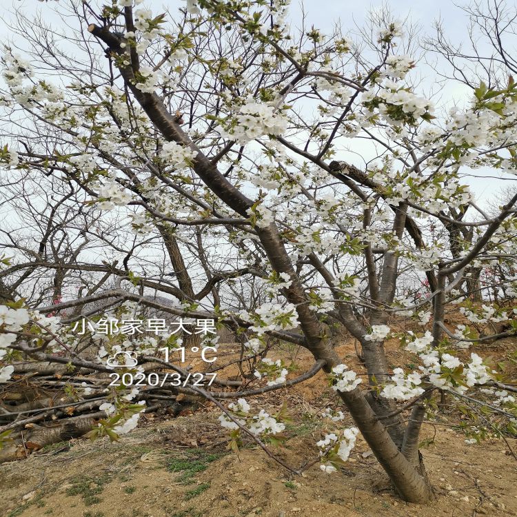 美早樱桃树苗长什么样樱桃苗新品种