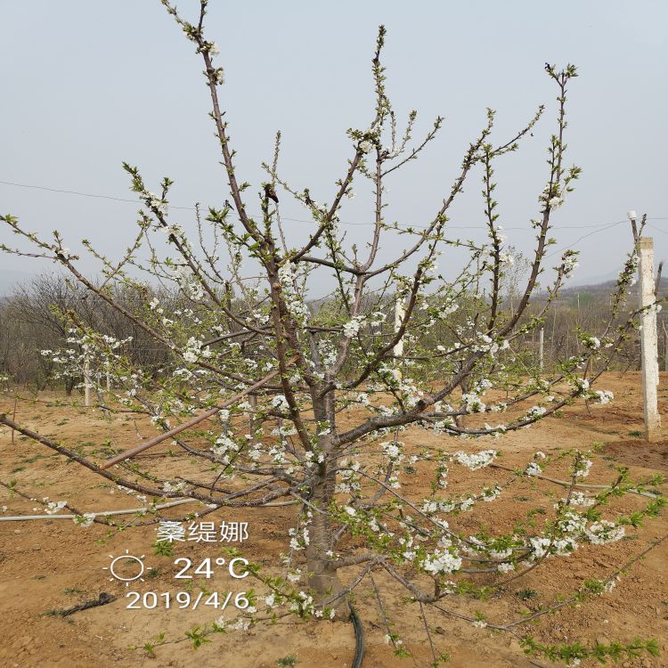 矮化大樱桃苗长什么样樱桃苗新品种