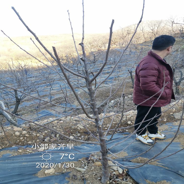 吉塞拉6号樱桃苗种植时间羽腾樱桃苗厂家