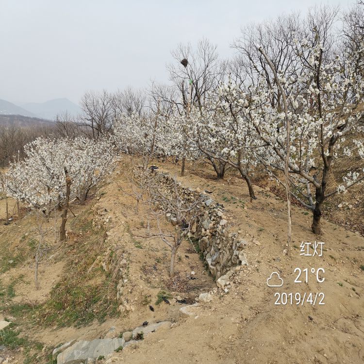布鲁克斯樱桃苗种植基地羽腾樱桃苗厂家