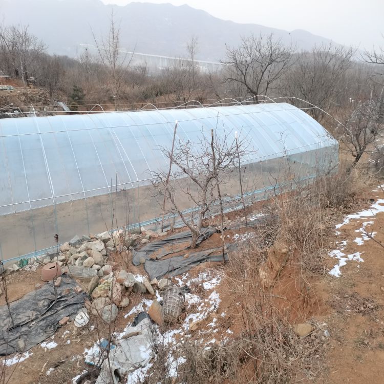 早熟樱桃苗种植基地早熟新品种