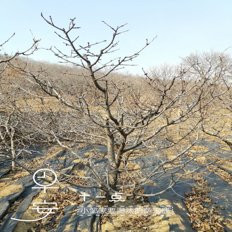 桑提娜大樱桃苗批发价格羽腾樱桃苗种植基地