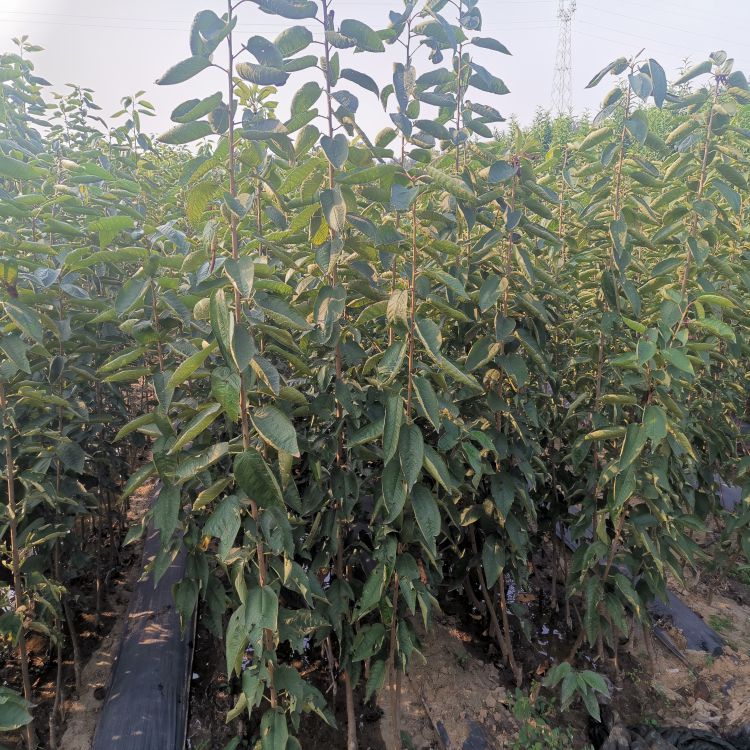 矮化樱桃苗什么时候移栽羽腾樱桃苗种植基地
