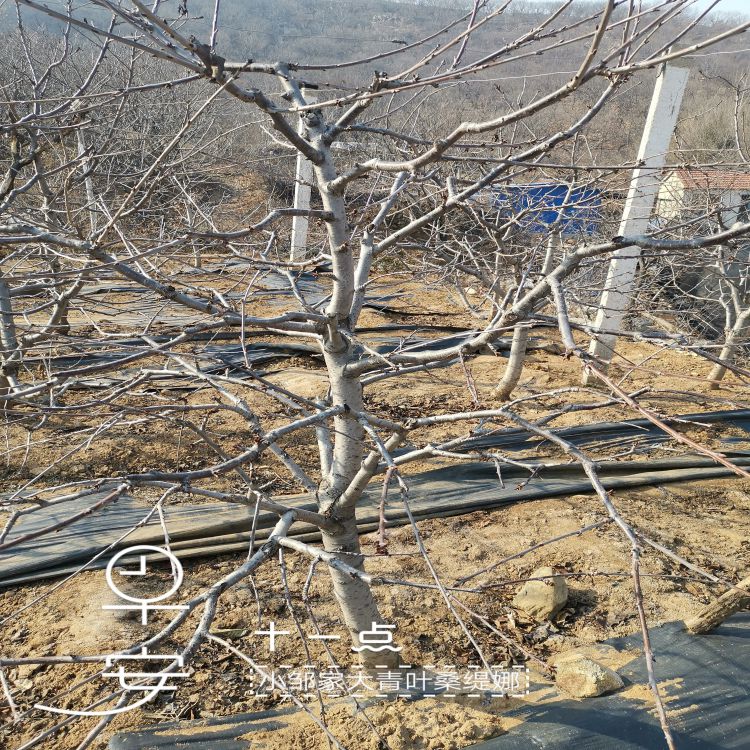 鲁樱三号大樱桃苗几月份种植早熟新品种