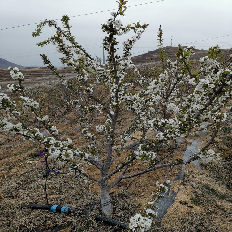 齐早大樱桃树苗种植基地羽腾樱桃苗供应