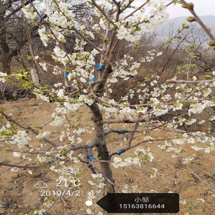 白玉樱桃树苗几年结果羽腾樱桃苗圃