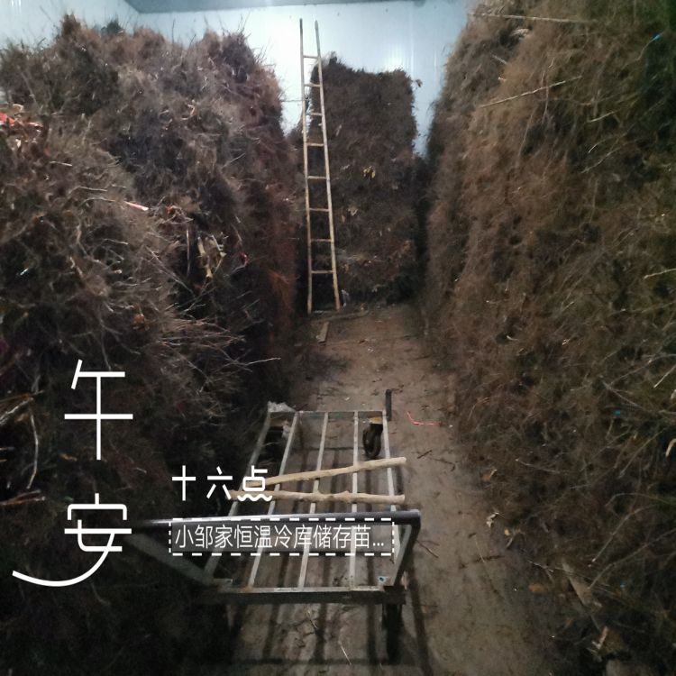 矮化大樱桃苗哪里有卖樱桃苗新品种
