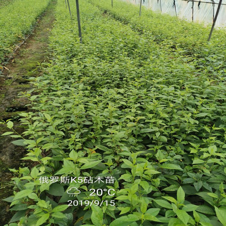 俄罗斯8号樱桃树苗什么时候种植好羽腾樱桃苗厂家