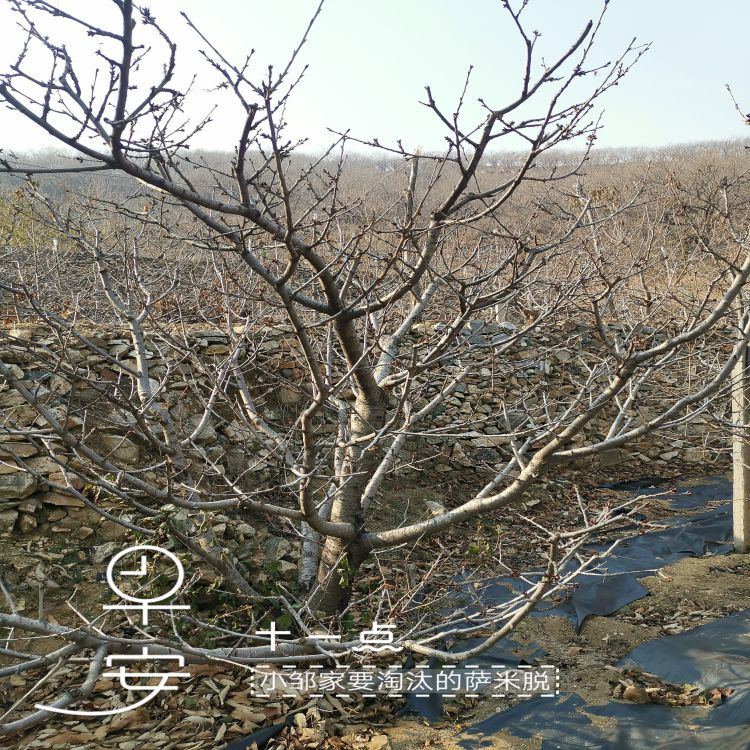 新月大樱桃苗批发价格羽腾樱桃苗圃