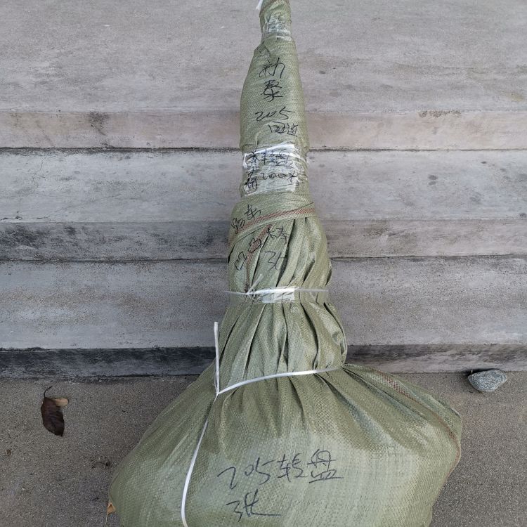 先锋大樱桃树苗培育方法羽腾樱桃苗种植基地
