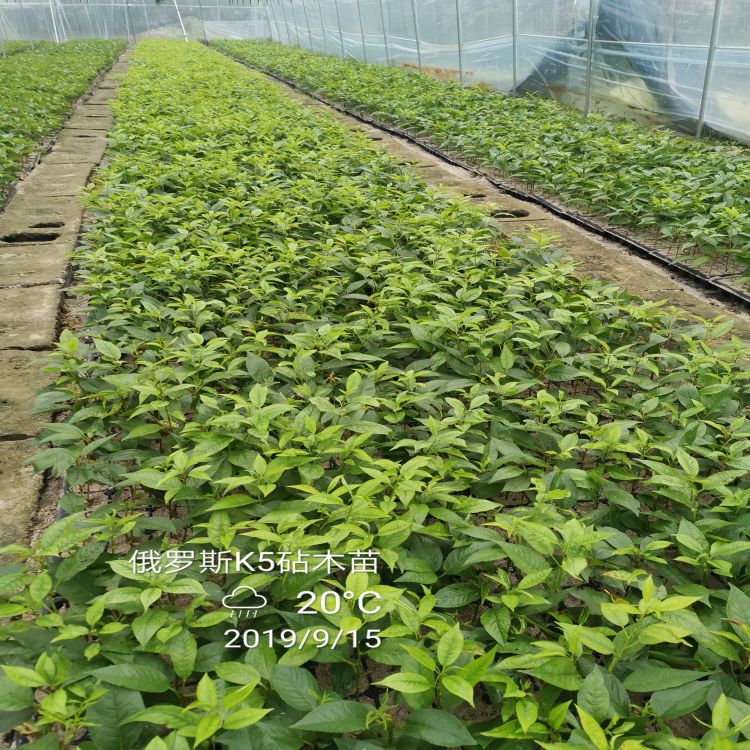 加拿大樱桃树苗如何培育早熟新品种