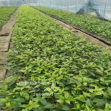 加拿大樱桃树苗如何培育早熟新品种