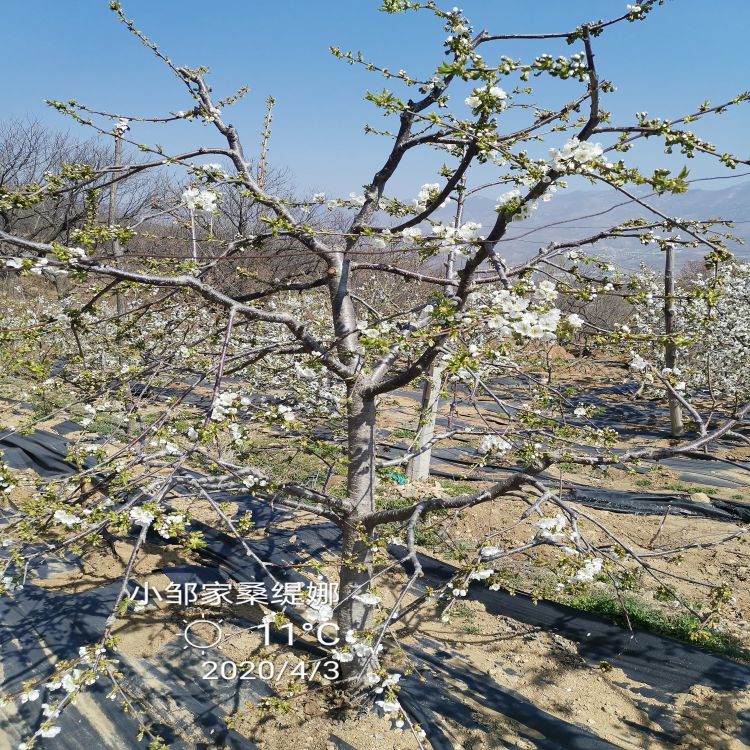 桑提娜樱桃树苗几月份种植羽腾樱桃苗种植基地