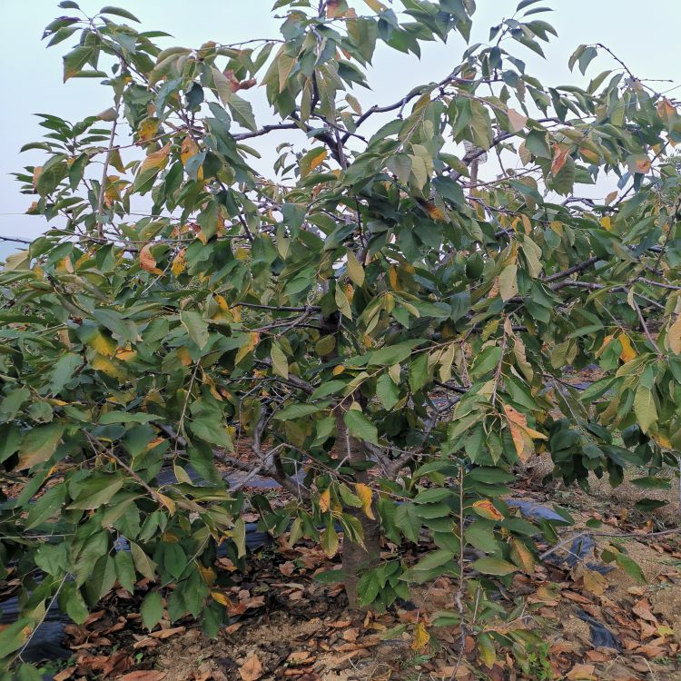齐早樱桃树苗种植与管理羽腾樱桃苗供应