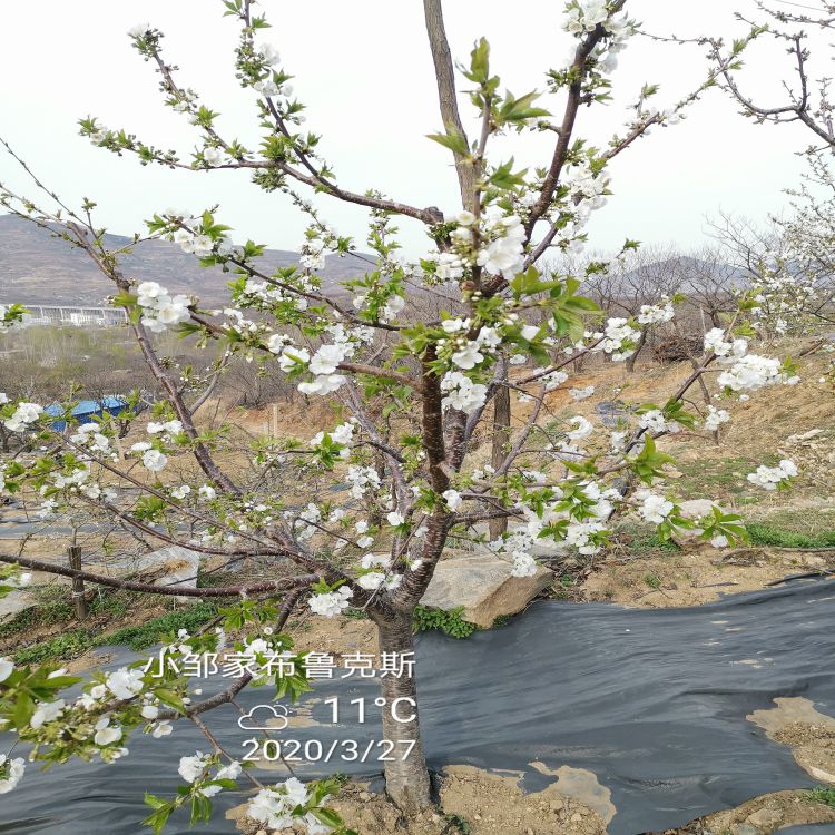 福星大樱桃苗几年结果羽腾樱桃苗种植基地