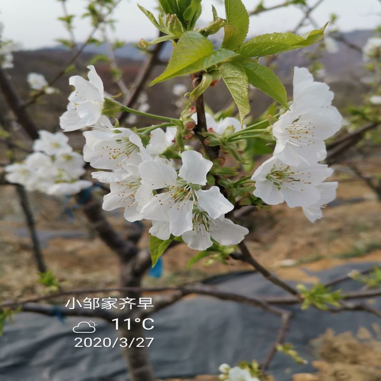 车厘子大樱桃苗种植方法樱桃苗新品种