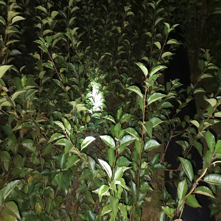 布鲁克斯大樱桃苗几年结果羽腾樱桃苗厂家