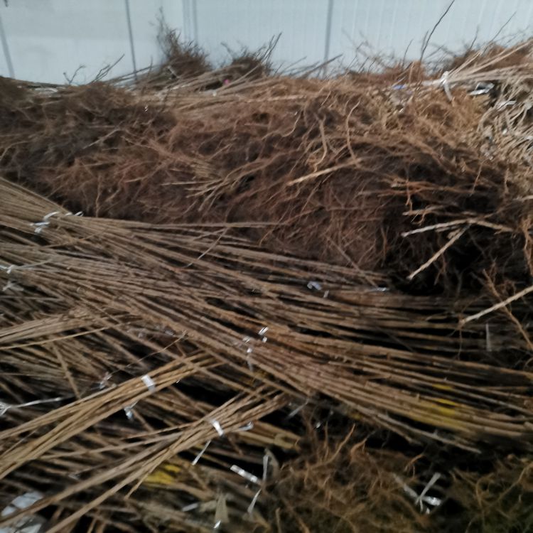 美早樱桃苗什么时候移栽早熟新品种