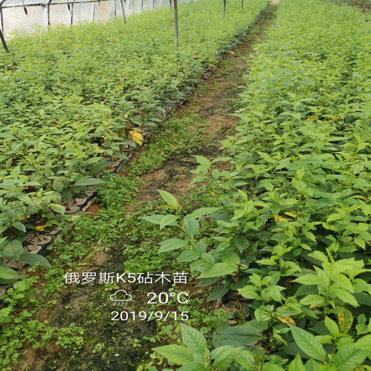 美早樱桃苗几月份种植羽腾樱桃苗圃