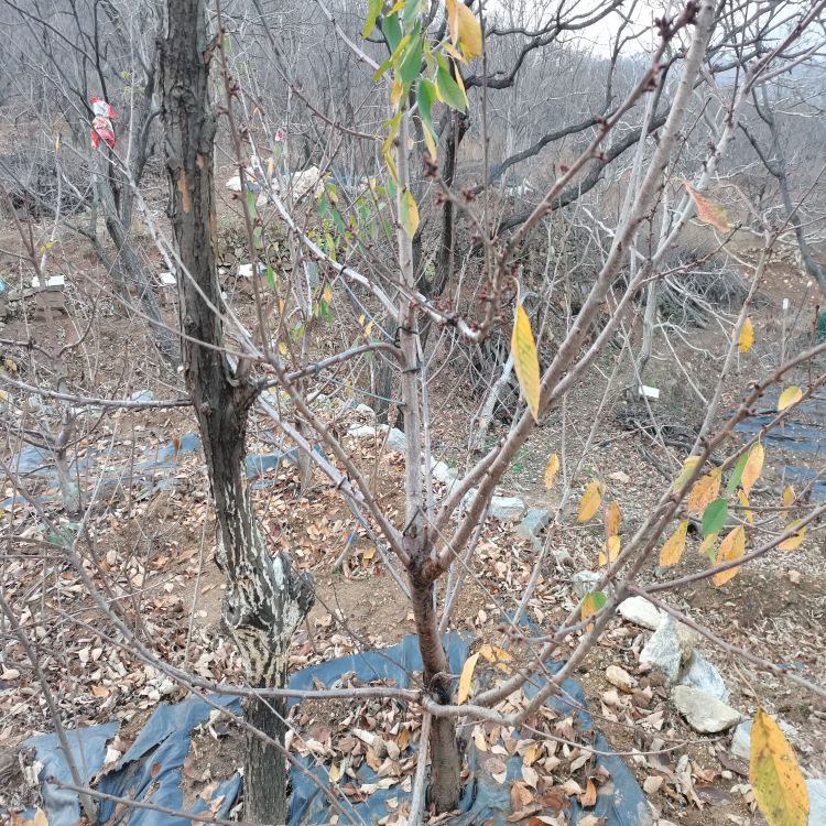 齐早大樱桃树苗批发早熟新品种
