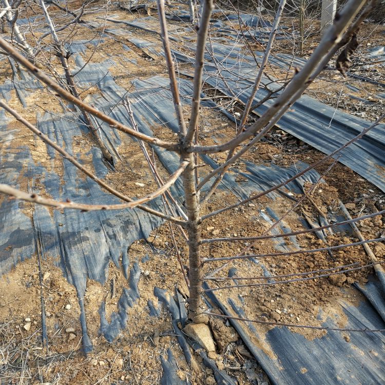 矮化樱桃树苗樱桃苗圃羽腾樱桃苗种植基地