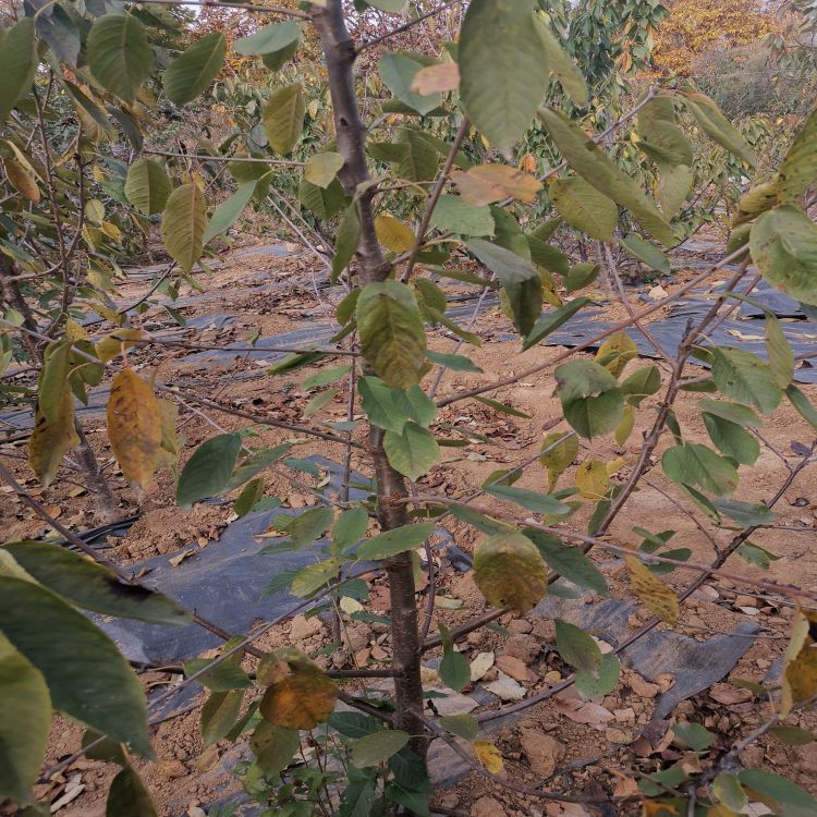 福星樱桃苗长什么样羽腾樱桃苗种植基地