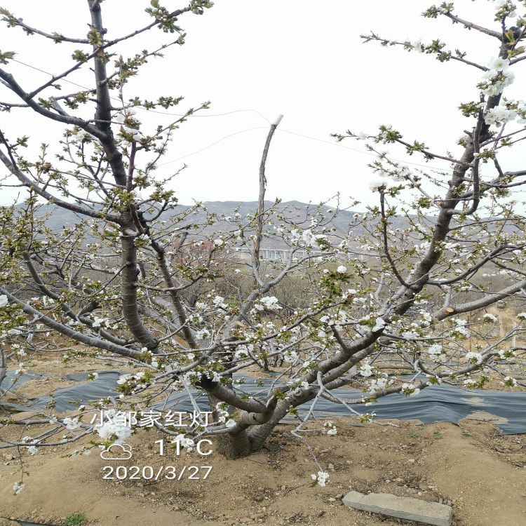 吉塞拉12号樱桃苗什么时候移栽早熟新品种