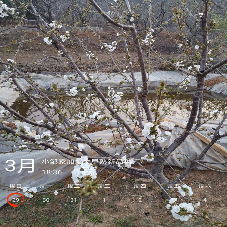 吉塞拉大樱桃苗种植时间羽腾樱桃苗供应