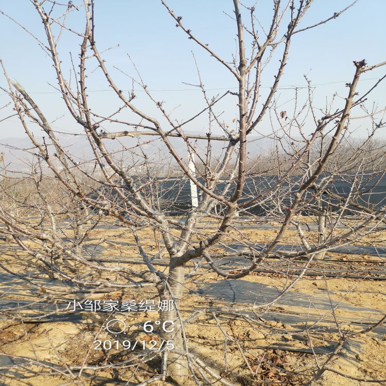 车厘子大樱桃树苗图片早熟新品种