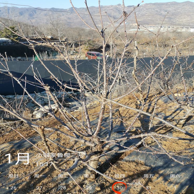 大红灯大樱桃苗几月份种植早熟新品种