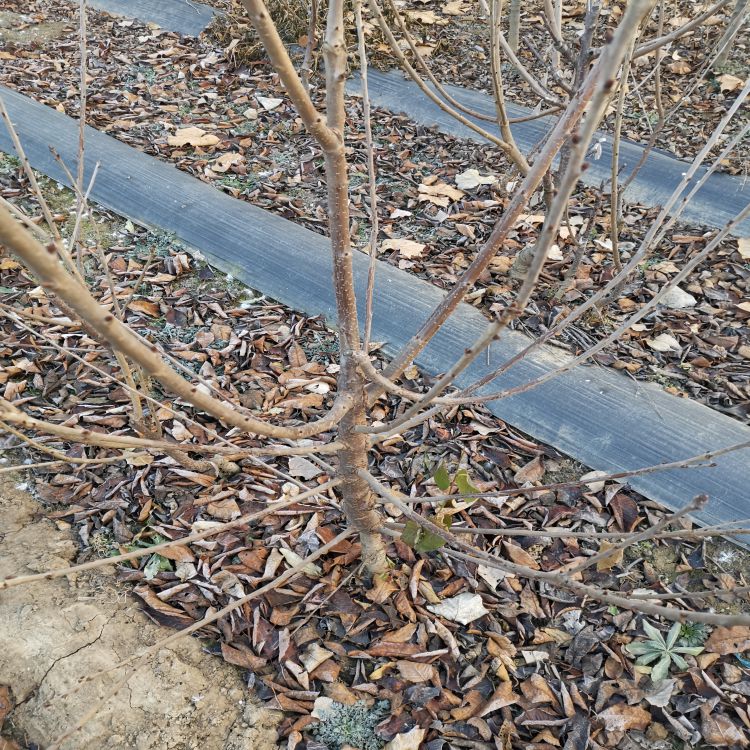 福星樱桃树苗种植方法早熟新品种