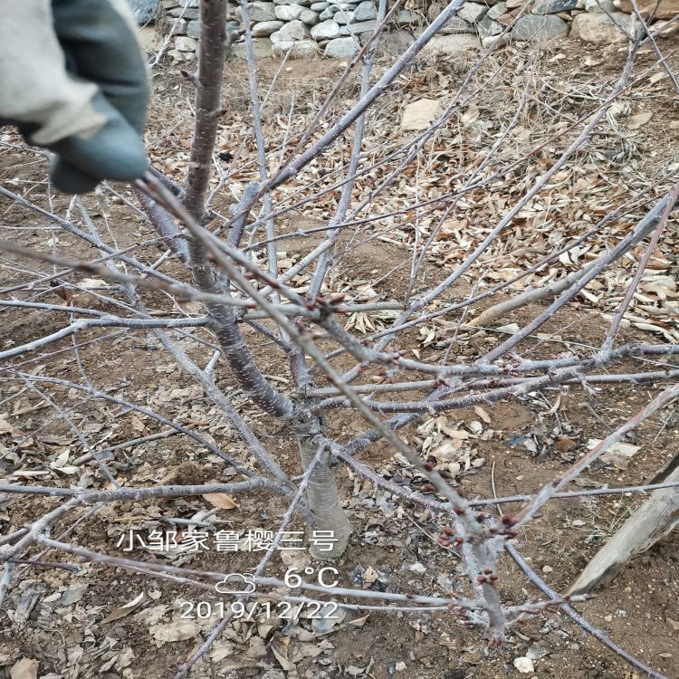 加拿大大樱桃树苗几年结果樱桃苗新品种