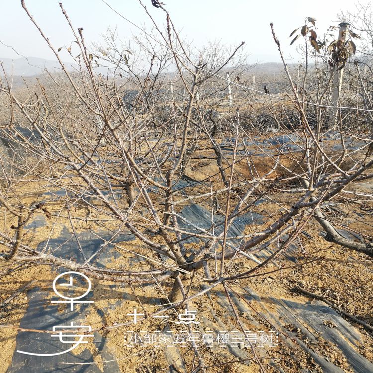 先锋樱桃树苗什么时候种植好羽腾樱桃苗种植基地