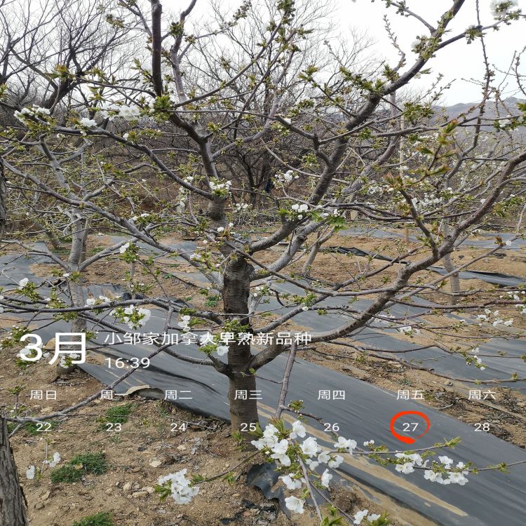 车厘子樱桃苗几月份种植羽腾樱桃苗圃